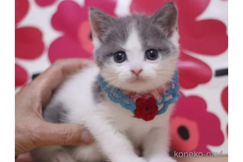 成約済の東京都のブリティッシュショートヘア-105730の6枚目